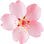 Cherry blossom