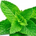 Water Mint