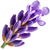 Provençal lavender absolute