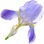 Iris pallida