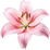 Pink lily
