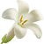 Tuberose