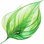 Vegetal notes