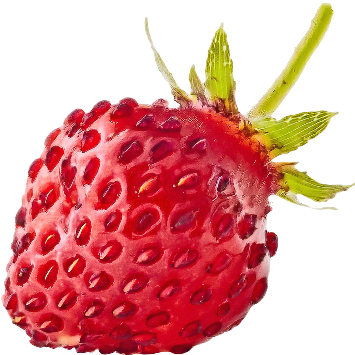 Woodland strawberry