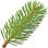 Silver fir