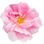 Damask rose absolute