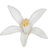 Citrus blossom