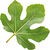 Fig leaf