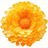 Everlasting flower