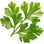 Coriander