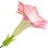 Angel's trumpet