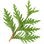 Virginia cedar