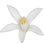 Lemon blossom