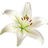 White lily