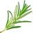 Rosemary