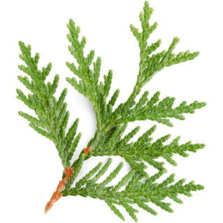 Cedar leaf
