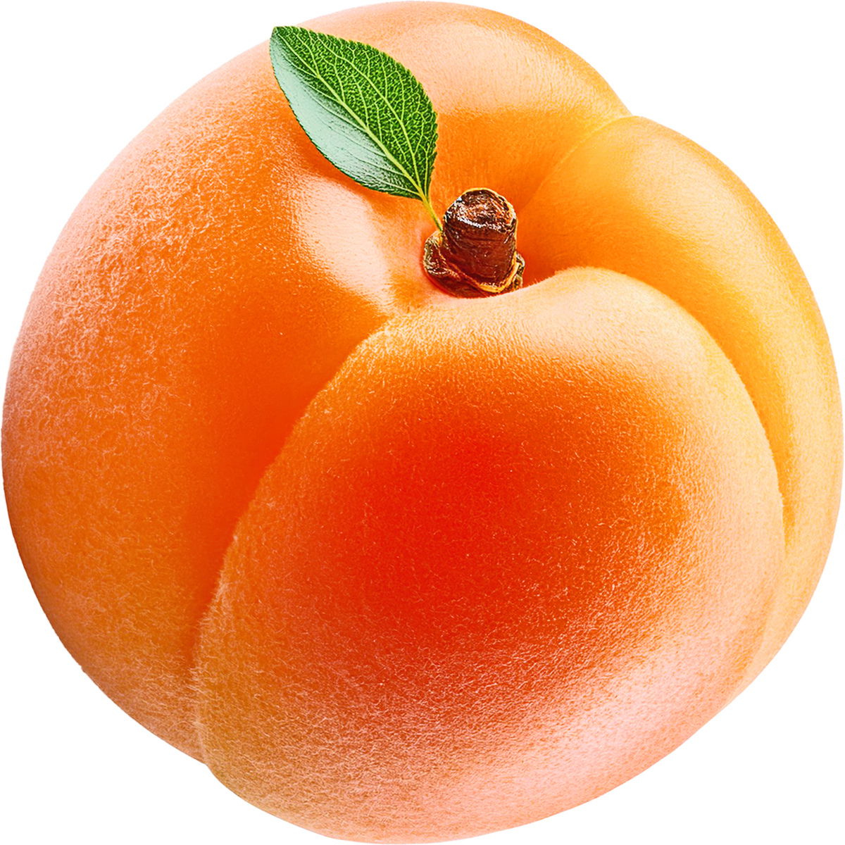 Apricot