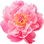 Peony
