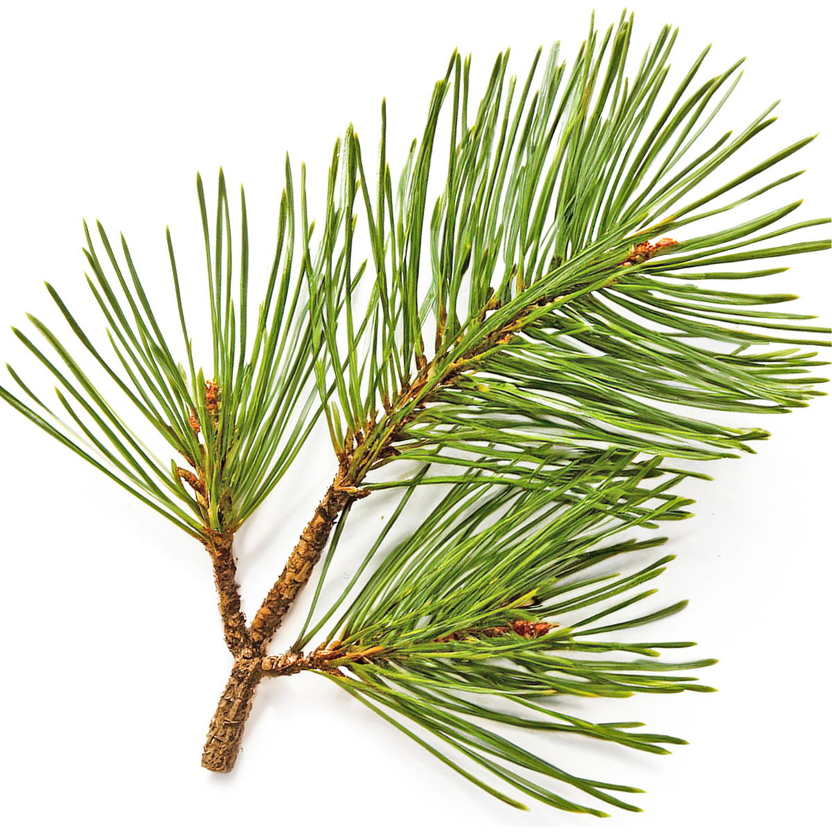 Pine needle