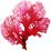 Red algae