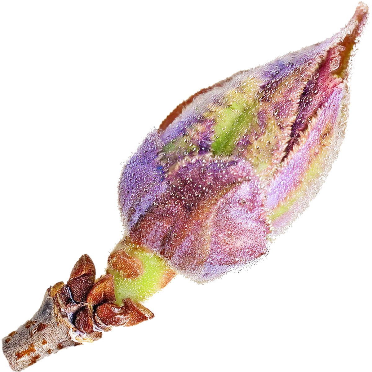 Blackcurrant bud