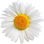 Chamomile