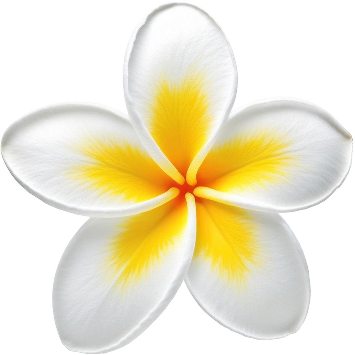 Frangipani