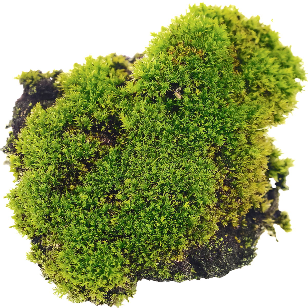 Moss