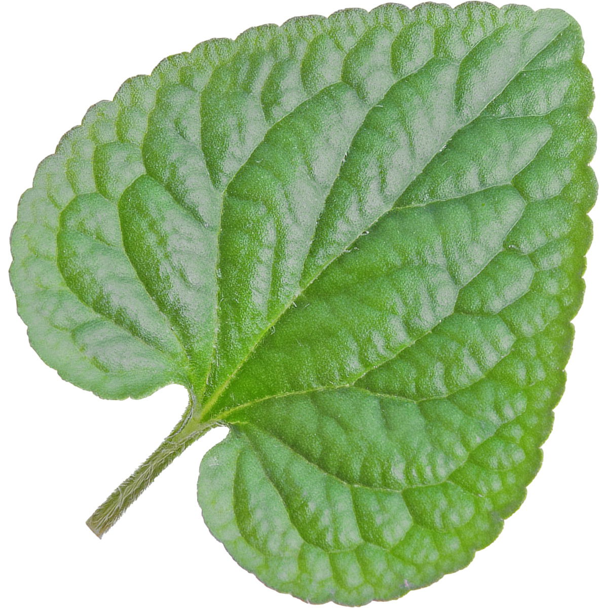 Violet leaf