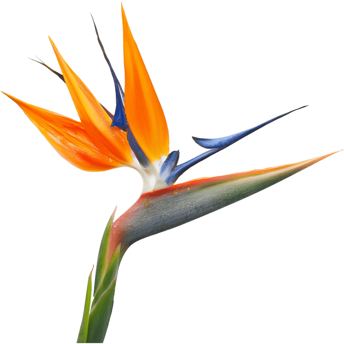 Strelitzia